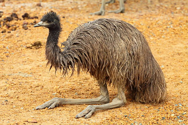 istock Portrait of an Emu 139512558