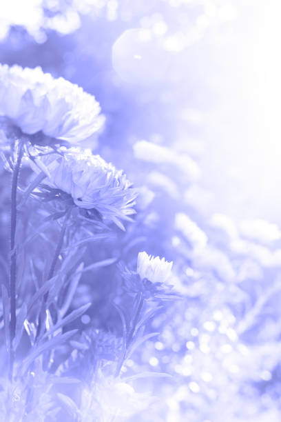 istock Summer garden flowers closeup 1395125899