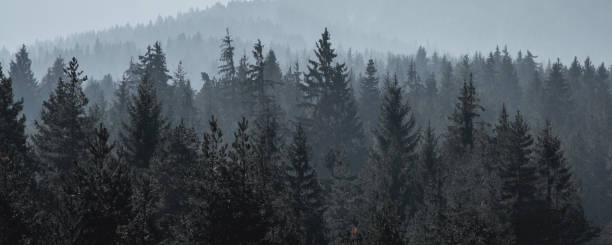 소나무 검은 양식에 일치시키는 실루엣 사진 - layered mountain tree pine 뉴스 사진 이미지