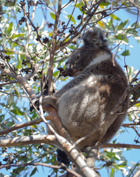 istock Koala sitting on a branch, close-up, focus on nose and fur 1395126404