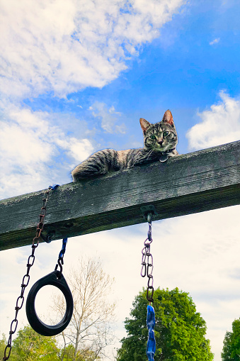 A cat is perched on top of a wooden swing set on a warm spring day. The feline is looking down at the camera. The young cat has a collar with a tag. Copy space at the top of the image