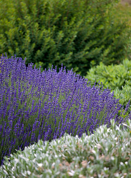 istock Lavender flowers in garden display 139512721