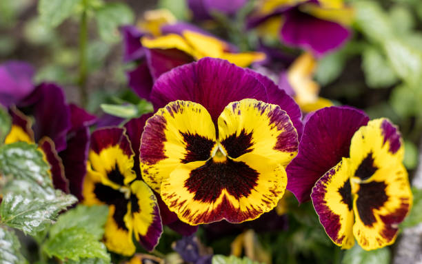 istock yellow-violet blooming pansies on a sunny day 1395127215
