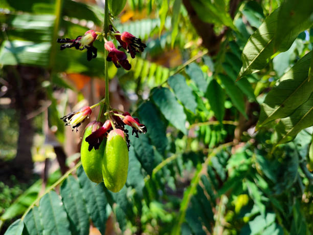 istock Averrhoa bilimbi fruit on the tree 1395127500