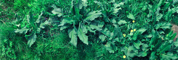 istock Green grass plant in garden top view 1395128858