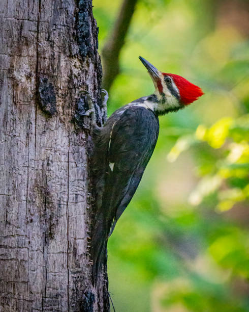 Pileated Woodpecker on a tree Pileated Woodpecker on a tree pileated woodpecker stock pictures, royalty-free photos & images