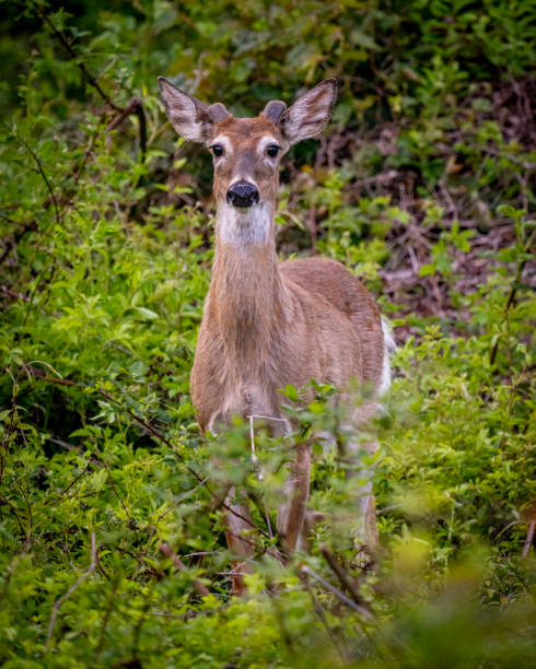 istock Young deer in the woods 1395129309
