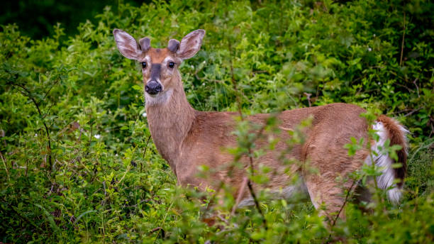 istock Young deer in the woods 1395129826