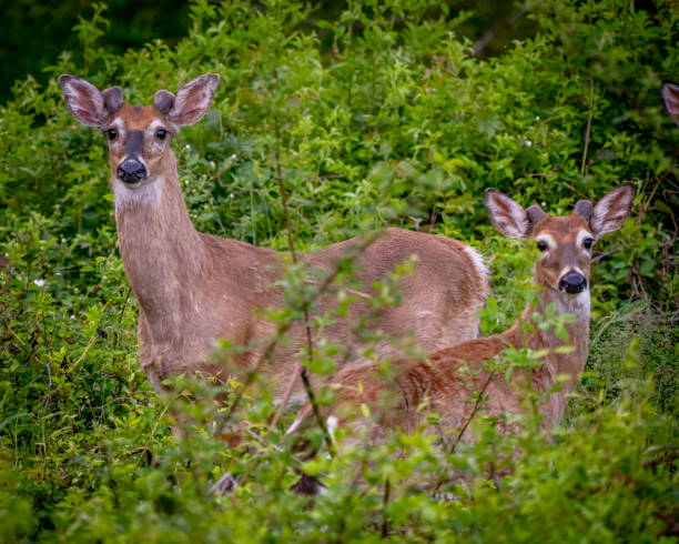istock Young deer in the woods 1395129827