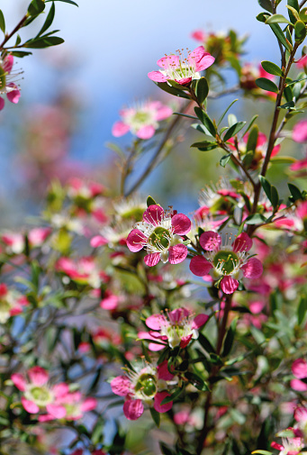 Close up of pink red flowers of the Australian native Leptospermum tea tree Riot cultivar, family Myrtaceae. Small shrub that tolerates wide range of garden soils. Spring flowering. Bee, bird and butterfly attracting