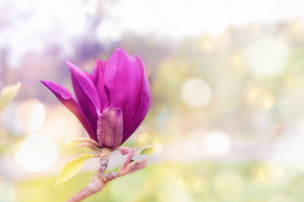 Magnolia tree branch with pink purple flowers close up in garden spring time. Magenta color blossom on blurred bokeh background, floral nature greeting card. Tender violet blooming petals in sunlight.