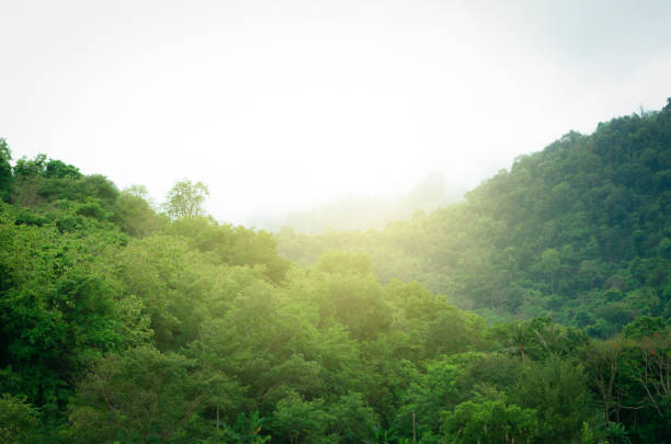 Green forest with fog after rain