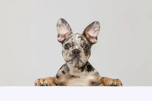 Portrait of beautiful purebreed dog, French bulldog puppy posing, looking at camera isolated over grey studio background. Concept of domestic animal, pet, vet, friendship. Copy space for ad