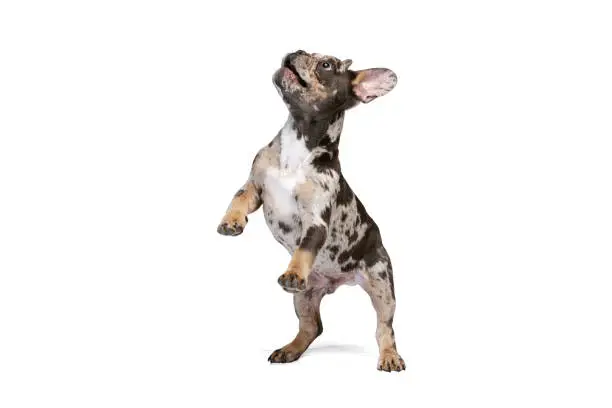 Full-length portrait of cute small dog, French Bulldog playing, jumping isolated on white background. Concept of motion, pets love, animal life. Looks happy, funny. Copyspace for ad.