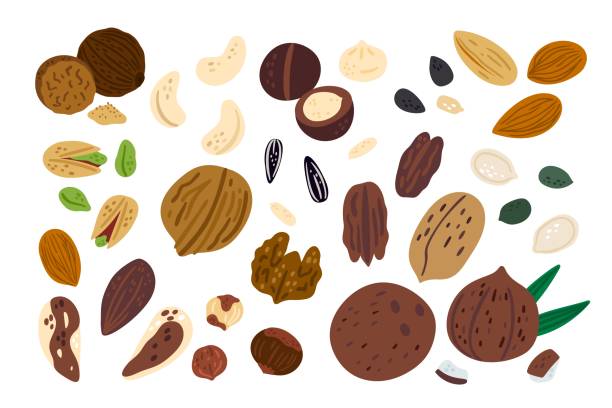 cartoon-nüsse. lustiges superfood. verschiedene arten von trockenfrüchten. walnuss oder haselnuss. gesunde snacks. isolierte mandel und pistazie. kürbis- oder sonnenblumenkerne. vector naturkost set - walnut nut nutshell peanut stock-grafiken, -clipart, -cartoons und -symbole