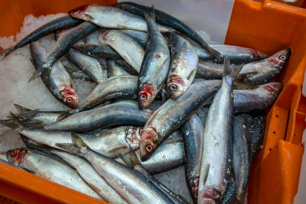 istock Fresh sardines in a close-up bin 1395132454