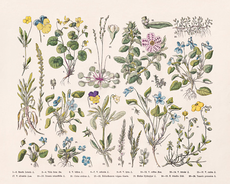 Flowering plants (Rosids), hand-colored wood engraving, published in 1887: 1-2) Dyer's rocket (Reseda luteola); 3-4) Mountain pansy (Viola lutea); 5) Alpine yellow-violet (Viola biflora); 6-7) Wood violet (Viola odorata); 8-9) Hairy violet (Viola hirta); 10-12) Hill violet (Viola collina); 13-14)  Heartsease (Viola tricolor); 15-16) Heath dog-violet (Viola canina); 17) Early dog-violet (Viola reichenbachiana, or Viola sylvestris); 18-19) Round-leaved sundew (Drosera rotundifolia); 20) Pink rock-rose (Cistus creticus); 21-22) Rock-rose (Helianthemum nummularium, or Helianthemum vulgare); 23) Eight-stamened waterwort (Elatine hydropiper); 24-25) Three-stamen waterwort (Elatine triandra); 26-28) German tamarisk (Myricaria germanica, or Tamarix germanica). Hand-colored wood engraving, published in 1887.
