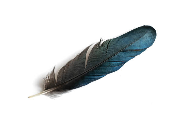 istock black and blue magpie feather on a white isolated background 1395132652
