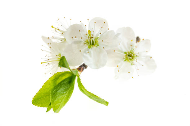 istock white plum flowers on a white isolated background 1395132698