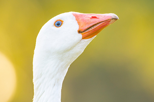 Domestic goose headshot portrait during a springtime evening with a defocussed background.