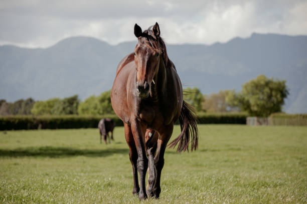 cavalo no paddock - égua - fotografias e filmes do acervo