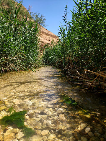 Life giving stream of sweet water in the desert near Ein Gedi