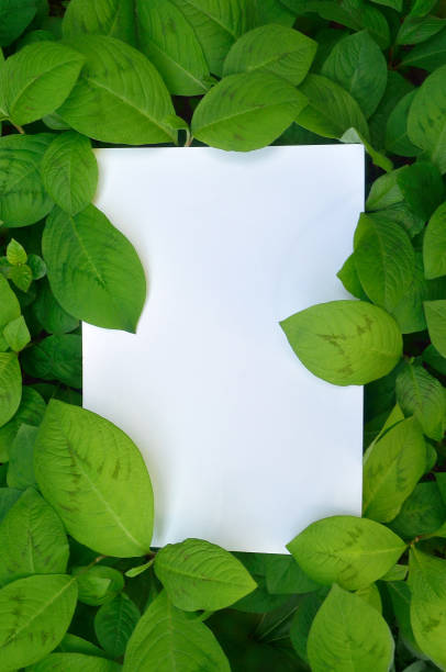 istock Fresh Green Leaves & White Paper 1395135079