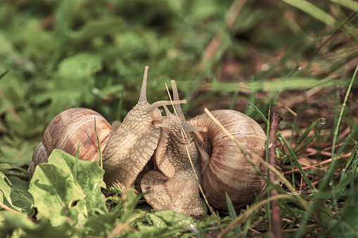 Roman snail - Weinbergschnecken. land snail