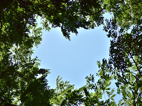 Looking up at a heart shaped frame formed by the leaves of trees
