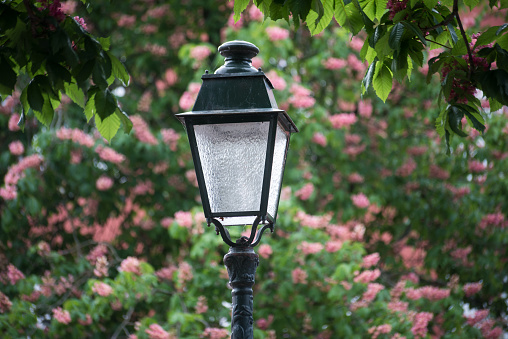 Closeup of retro street light in a public garden with chestnut blossom on background