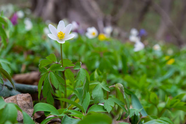 Anemone nemorosa is an early-spring flowering plant in the genus Anemone. Anemone nemorosa is an early-spring flowering plant in the genus Anemone. Macro photo wildwood windflower stock pictures, royalty-free photos & images