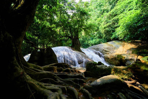 wodospad przepływający przez korzeń drzewa w lesie - tropical rainforest thailand root waterfall zdjęcia i obrazy z banku zdjęć