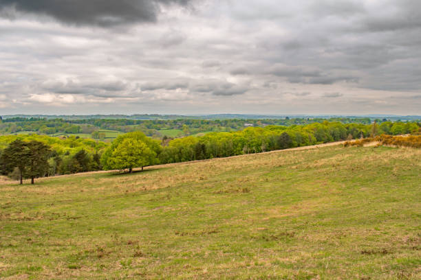 istock Colourful woods of Ashdown Forest on a cloudy day 1395142193
