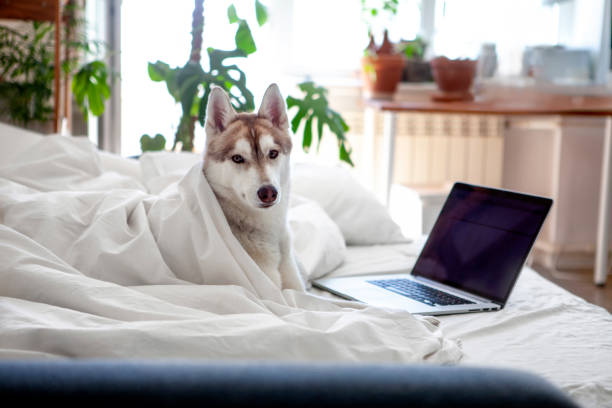 istock Dog uses laptop 1395142278