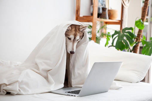 Dog uses laptop while lying in bed
