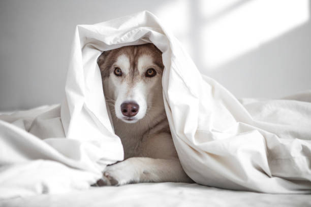 istock Dog uses laptop 1395142334