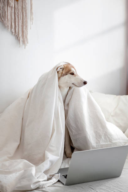 istock Dog uses laptop 1395142335