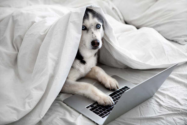 istock Dog uses laptop 1395142339