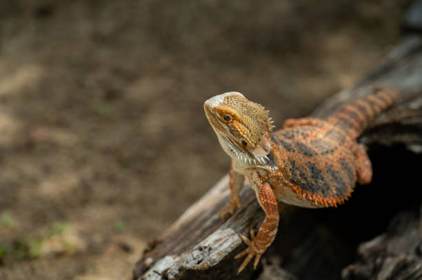 istock bearded dragon on ground with blur background 1395144410