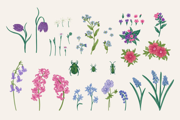 Garden plants and beetles Vintage set with spring garden plants and beetles. "nVector botanical illustration. Bluebell, anemone, carnation, hazel grouse, hyacinth, muscari, geranium, forget-me-not, lungwort.  Colorful. hyacinth stock illustrations