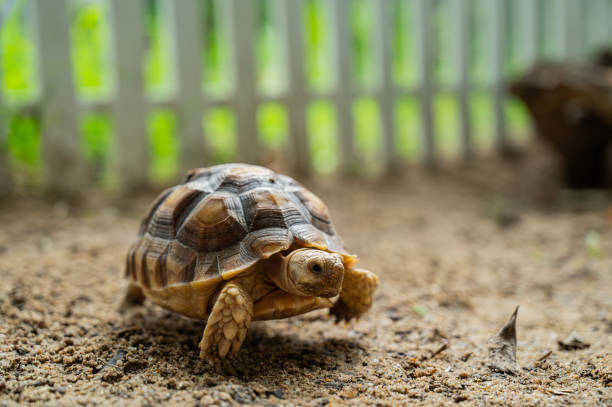 The turtle on land at park