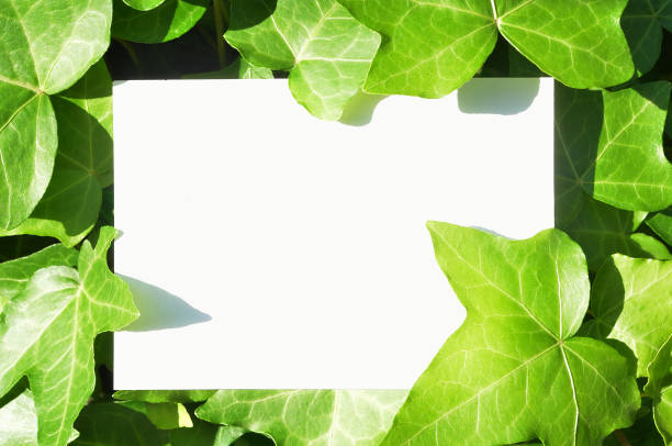 istock White Paper with Ivy Leaves 1395145064