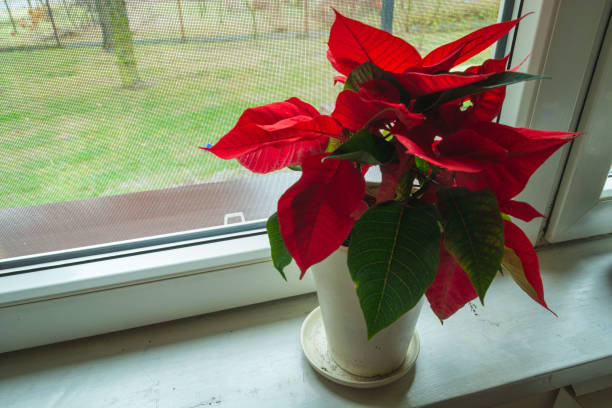 istock Poinsettia flower in a pot standing on a windowsill 1395145077