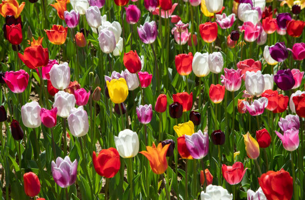 istock View of many mixed color tulips 1395146311