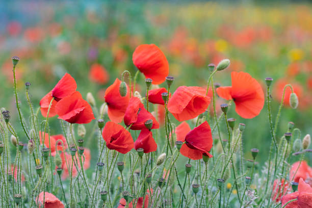 Poppy field and - wet by rain during springtime in SpainBarcelona province