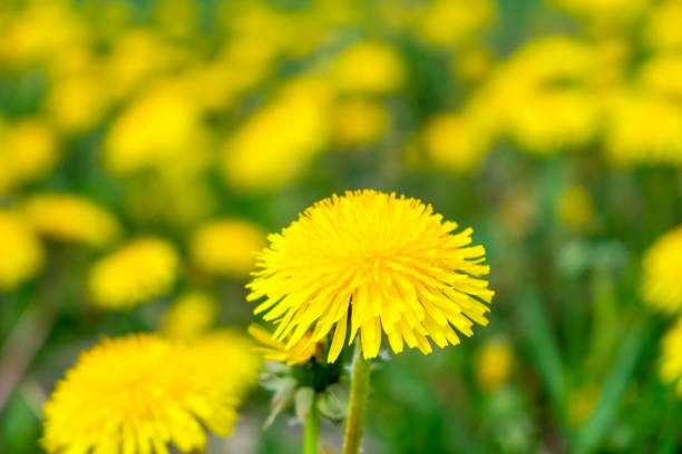 istock Close up at a blooming dandelion 1395146566
