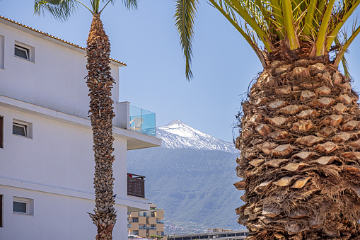Palm trees with a view to mount Teide which is situated on the Spanish Canary island Tenerife