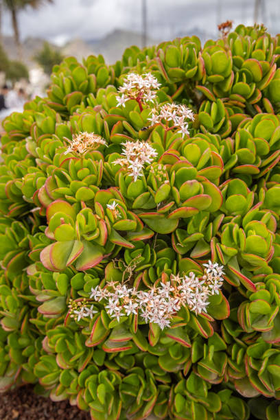 Jade plant with flowers Jade plants are popular as a houseplant, but on the Spanish Canary island Tenerife it grows out in public parks crassula stock pictures, royalty-free photos & images