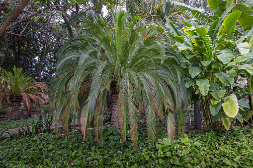 Small canary palm tree in lush surroundings in a public park in Santa Cruz which is the main city on the Spanish island Tenerife