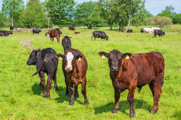 istock Calves in a pasture in summer 1395146634